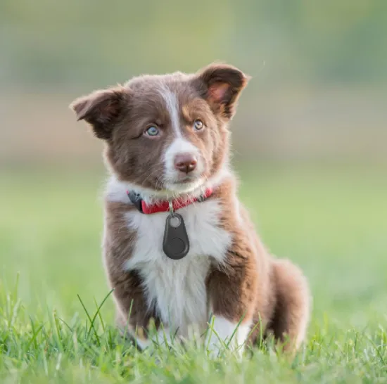 Pet GPS Tracker